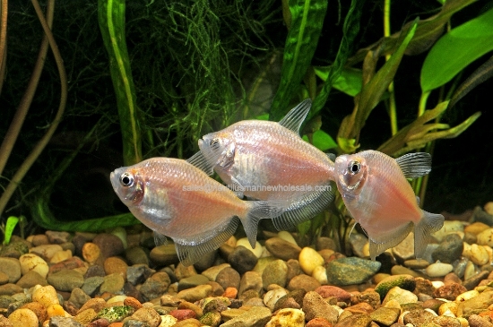 Picture of TETRA: WHITE SKIRT *EDLP SPECIAL*