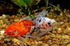 Picture of GOLDFISH: RYUKIN CALICO 8-9cm