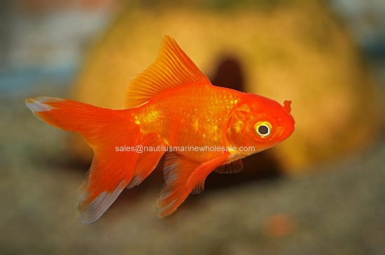 Picture of GOLDFISH: FANTAIL RED 2-2.5"