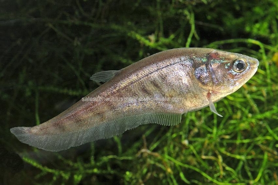 Picture of KNIFE: CLOWN 3"