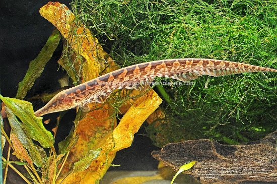 Picture of KNIFE: OSSA