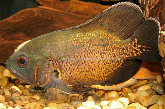 Picture of OSCAR: RED SM