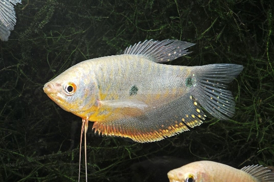 Picture of GOURAMI: LAVENDER