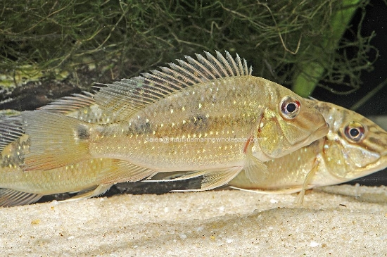 Picture of CICHLID: GEO. JURAPARI SM