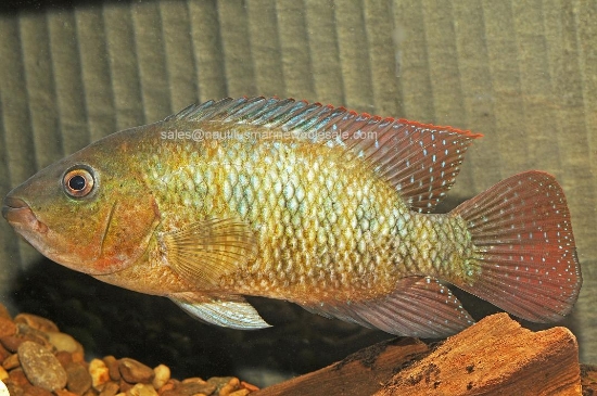 Picture of CICHLID: RED TERROR SM (FL BRED)