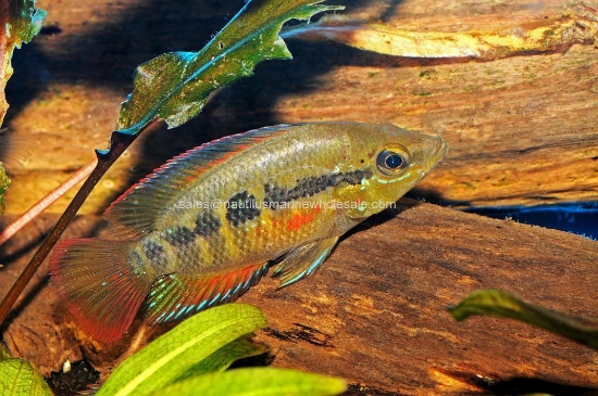 Picture of CICHLID: SALVINI 5" (FL BRED)