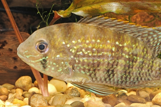 Picture of CICHLID: ACARA BLUE REG