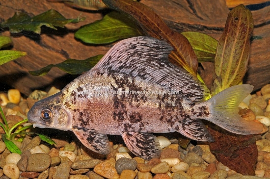 Picture of LOACH: HI FIN BANDED 4"