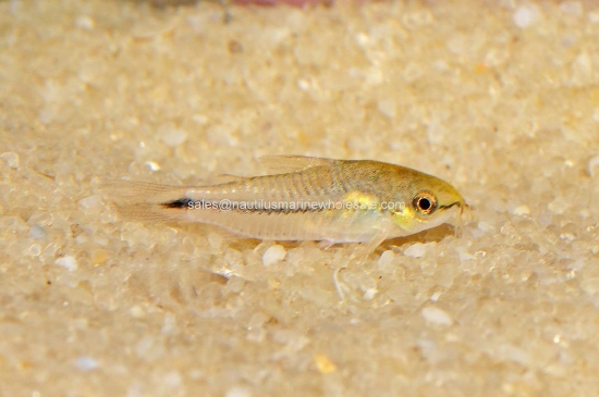 Picture of CORY: PYGMY