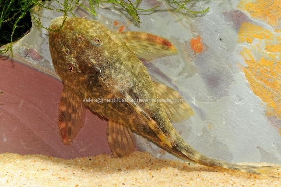 Picture of PLECO: CLOWN
