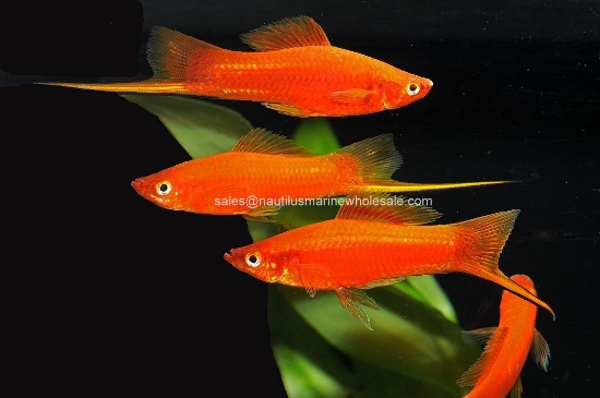 Picture of SWORD: VELVET