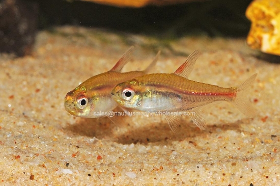 Picture of TETRA: GLOW LIGHT 