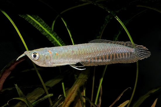 Picture of MISC: AROWANA SILVER 10-12" (NO OK ,MS)