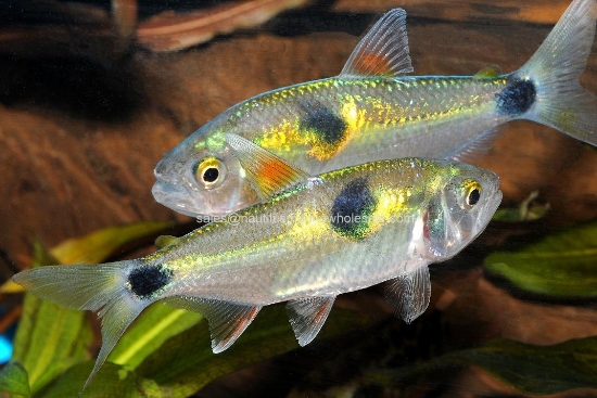 Picture of MISC: EXODON PARADOXUS (TETRA)