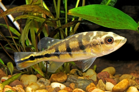 Picture of CICHLID: PEACOCK BASS 3-4" (NO OK ,MS)