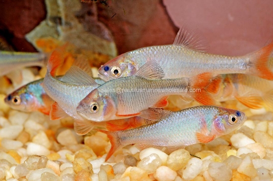Picture of MISC: RAINBOW DACE 