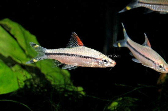 Picture of BARB: ROSELINE SHARK SM (DENISONII) (TR)
