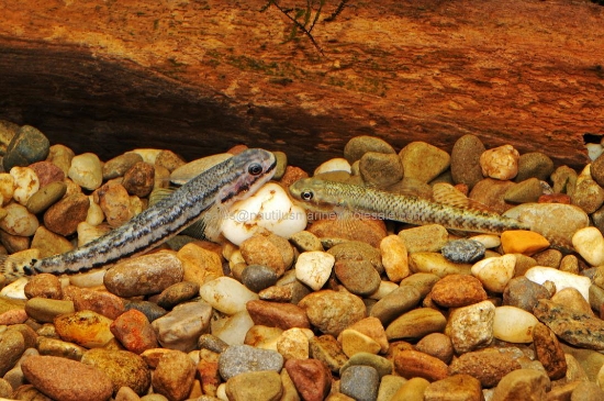 Picture of MISC: GOBY RAINBOW 