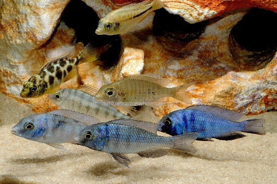 Picture of AFRICAN: HAP ASST LG MALE