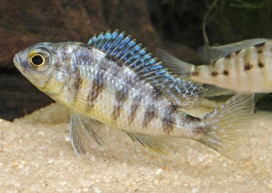 Picture of AFRICAN: HAP STEVENI TAIWAN REEF REG