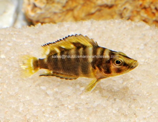 Picture of TANGAN: ALTO. COMPRESSICEPS GOLD HEAD SM