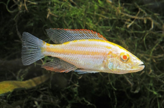 Picture of AFRICAN: HAP COMPRESSICEPS ALBINO REG