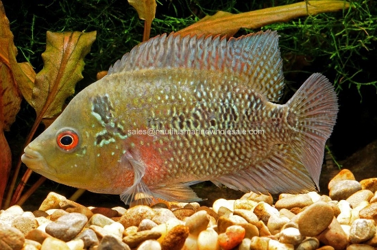 Picture of CICHLID: TRIMACULATUM 5"