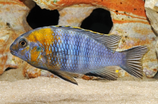 Picture of AFRICAN: MBUNA TR. RED HEAD MAC MD