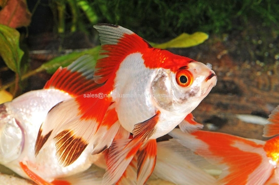 Picture of GOLDFISH: RYUKIN ASST 5-6cm