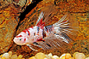 Picture of BETTA: KOI HALFMOON MALE