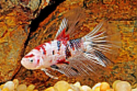 Picture of BETTA: KOI HALFMOON MALE