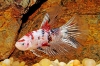 Picture of BETTA: KOI HALFMOON MALE