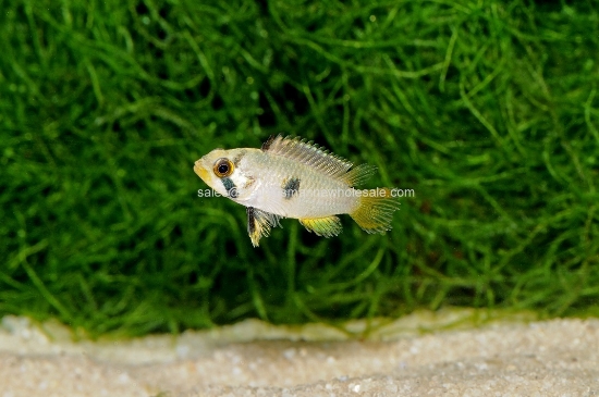 Picture of APISTO: PANDURINI DWARF