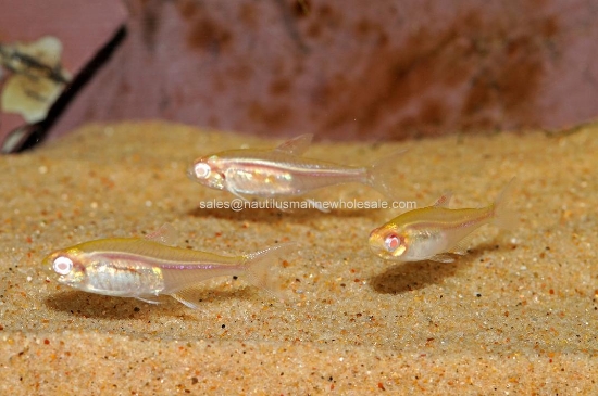 Picture of TETRA: GLOW LIGHT ALBINO