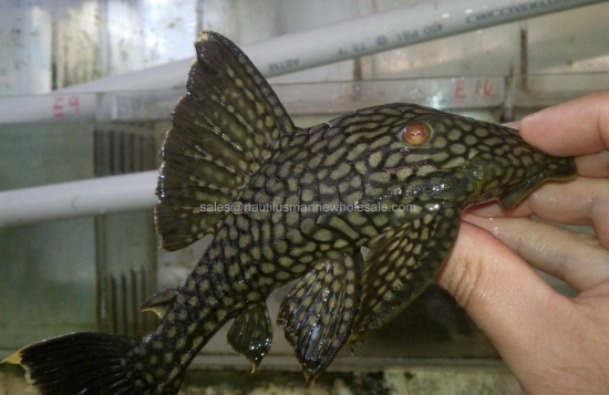 Picture of PLECO: ROYAL XLG