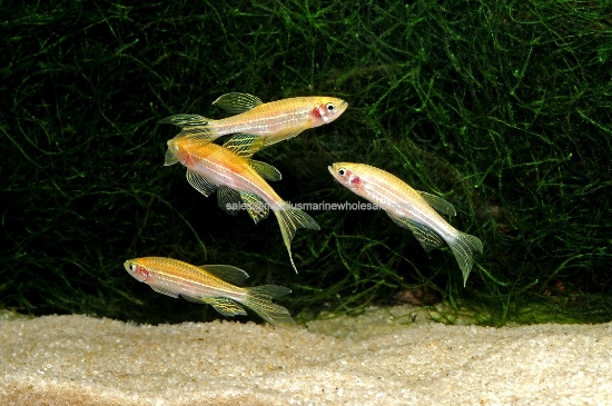 Picture of DANIO: ZEBRA GOLD L/F