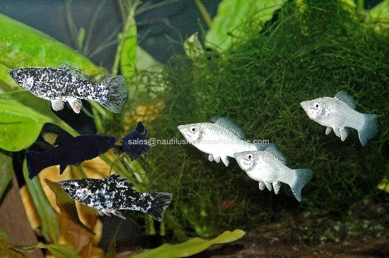 Picture of MOLLY: ASST MD *EDLP SPECIAL*