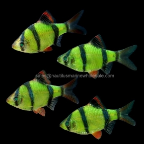 Picture for category GLOFISH®