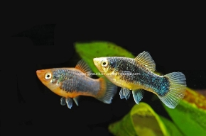 Picture for category PLATYS