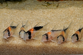 Picture for category CORY CATS