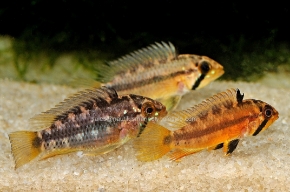 Picture for category APISTOGRAMMA