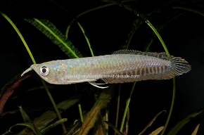 Picture for category MISCELLANEOUS