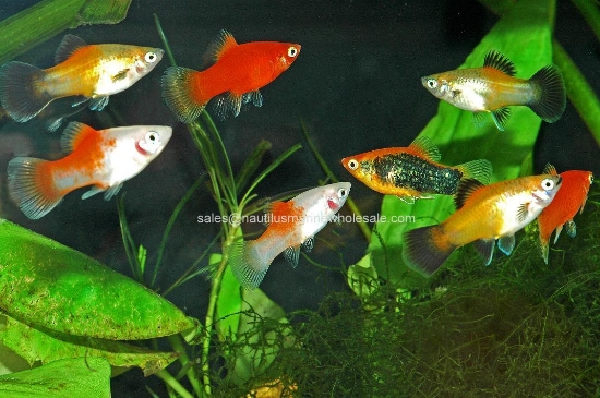 Picture of PLATY: ASSORTED *EDLP SPECIAL*