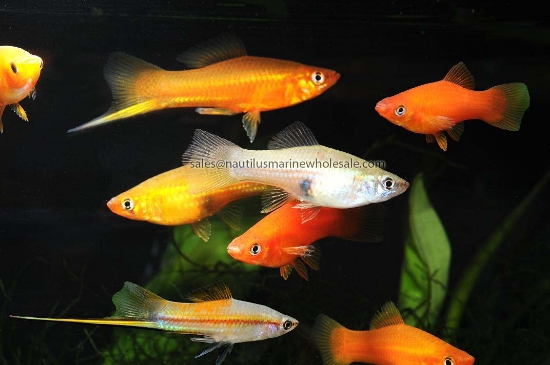 Picture of SWORD: ASST *EDLP SPECIAL*